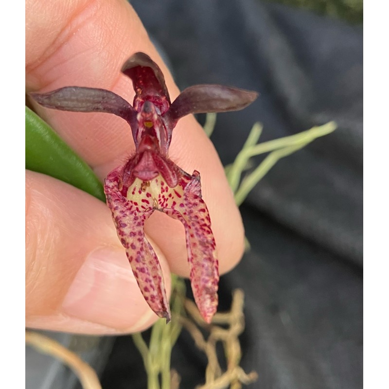 Bulbophyllum lasiochilum