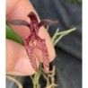 Bulbophyllum lasiochilum
