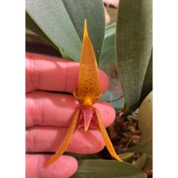 Bulbophyllum hibrido de smitidinandii