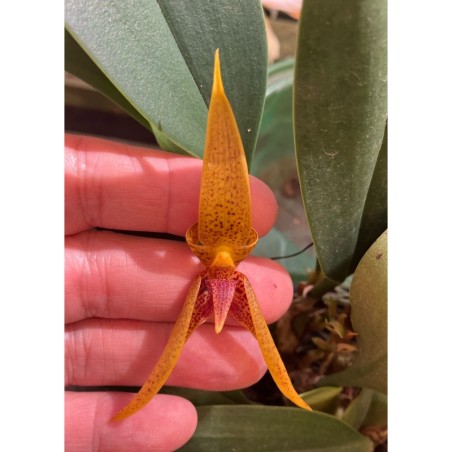 Bulbophyllum hibrido de smitidinandii