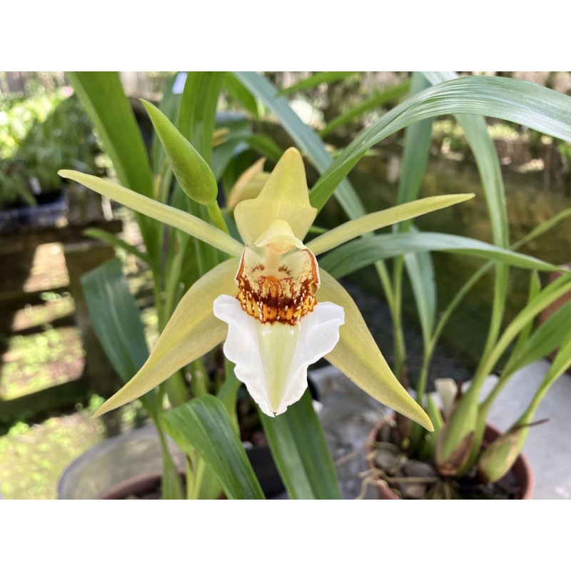 Coelogyne lawrenceana