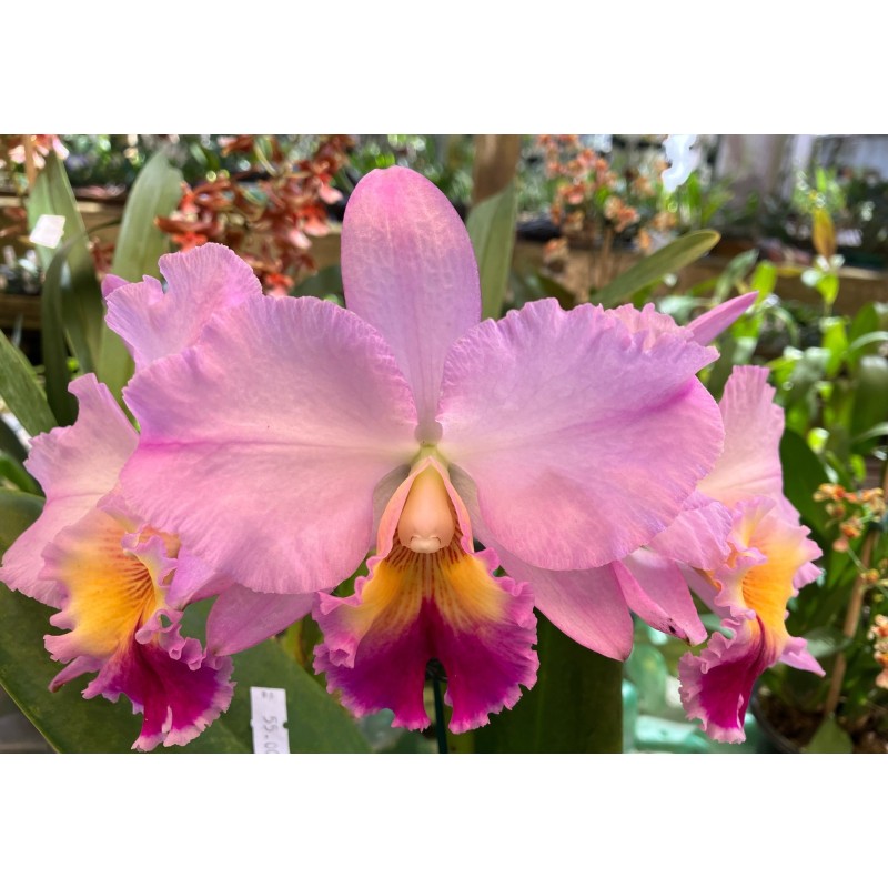Blc.Willian Farrell ´Pastel Parade