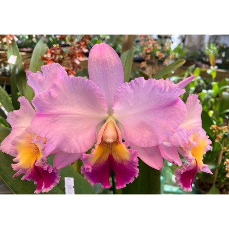 Blc.Willian Farrell ´Pastel Parade