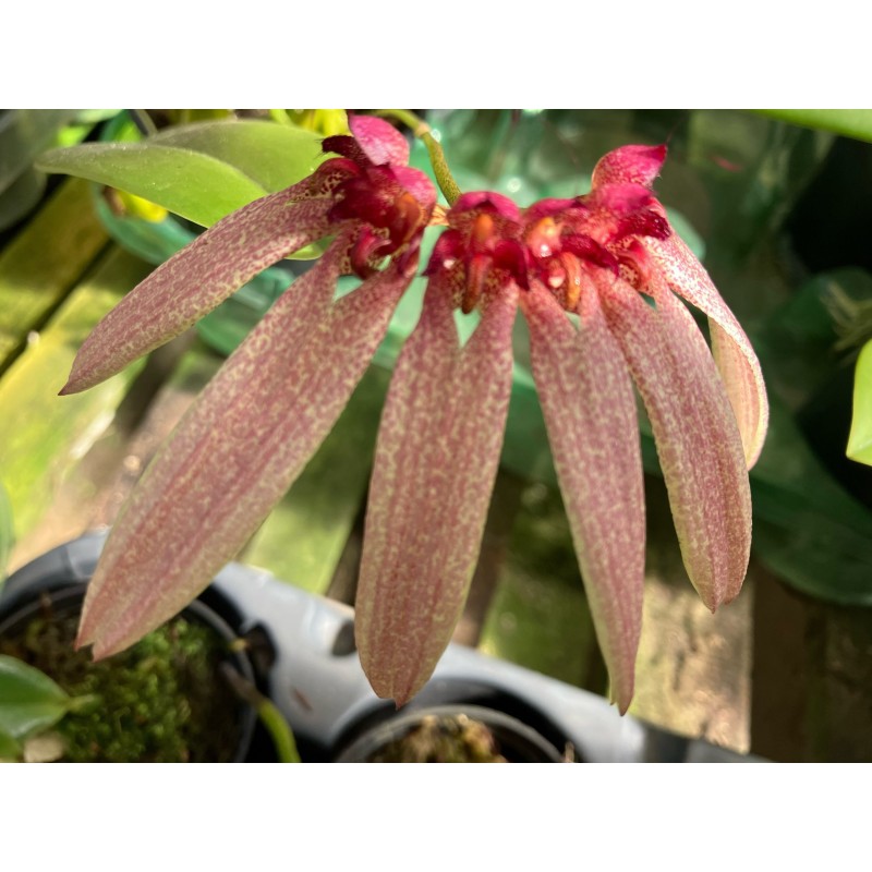 Bulbophyllum longiflorum red