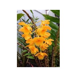 Dendrobium fimbriatum