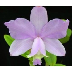Cattleya loddigesii tipo x self