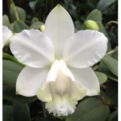 Cattleya loddigesii alba x self