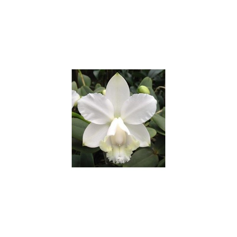 Cattleya loddigesii alba x self