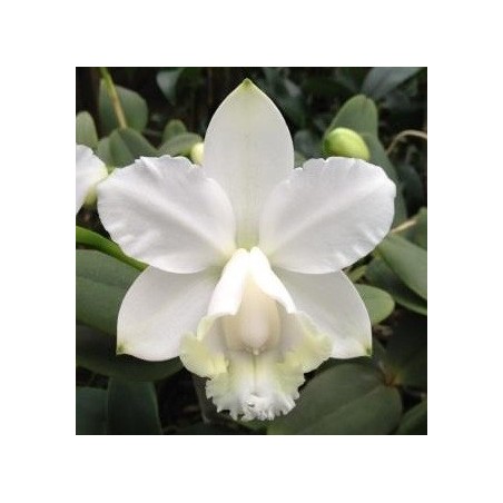 Cattleya loddigesii alba x self