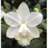 Cattleya loddigesii alba x self