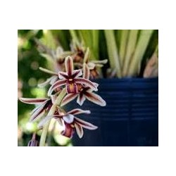 Cymbidium aloifolium