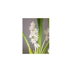 Eria Hyacinthoides