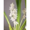 Eria Hyacinthoides