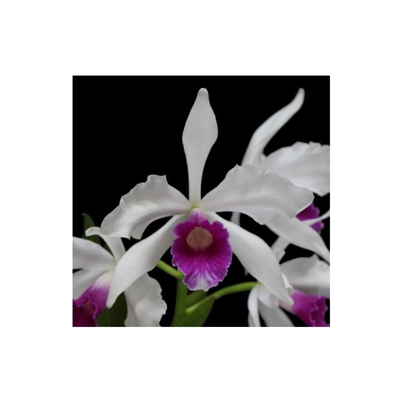 Laelia purpurata roxo-bispo x self