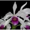 Laelia purpurata roxo-bispo x self