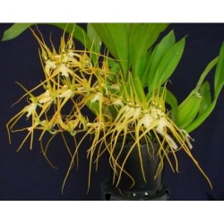 Brassia chloroleuca