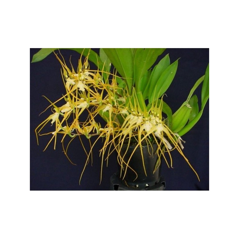 Brassia chloroleuca