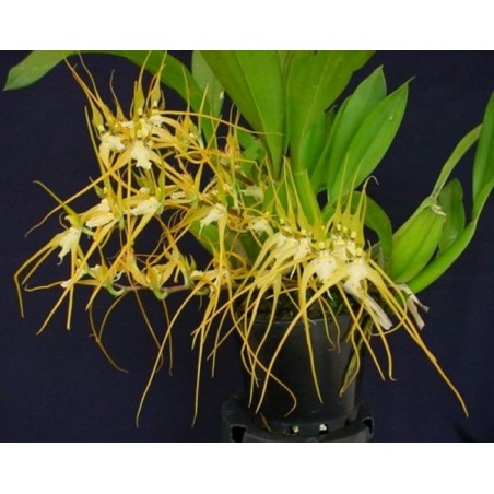 Brassia chloroleuca