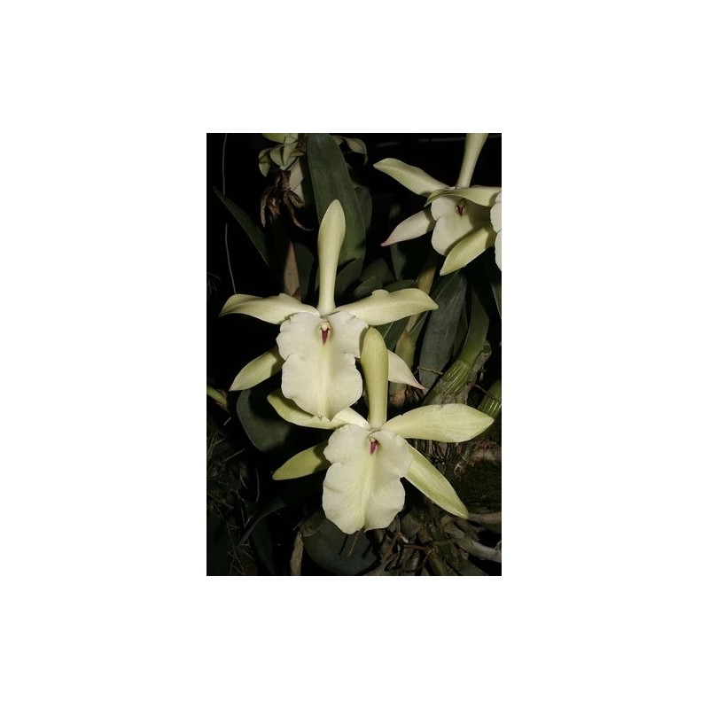 Brassavola glauca x self