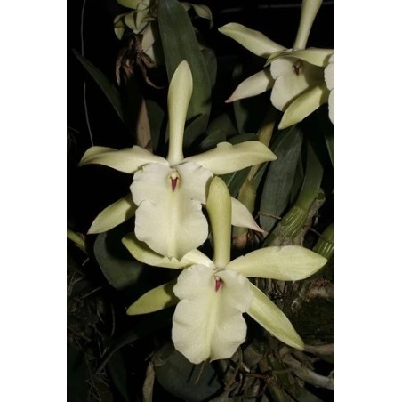 Brassavola glauca x self