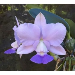 Cattleya walkeriana coerulea (‘Carmen’x ‘BR-001’)