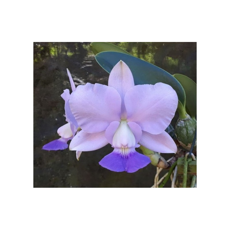 Cattleya walkeriana coerulea (‘Carmen’x ‘BR-001’)