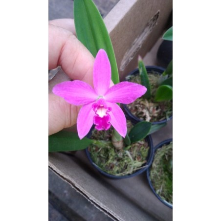 Sl. Orphet x Laelia rupestris