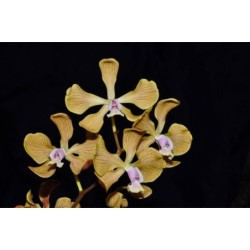 Encyclia fowliei