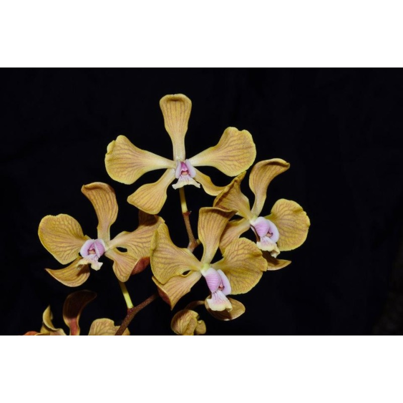 Encyclia fowliei
