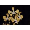 Encyclia fowliei