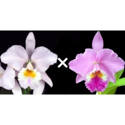 Cattleya labiata (amesiana x tipo)