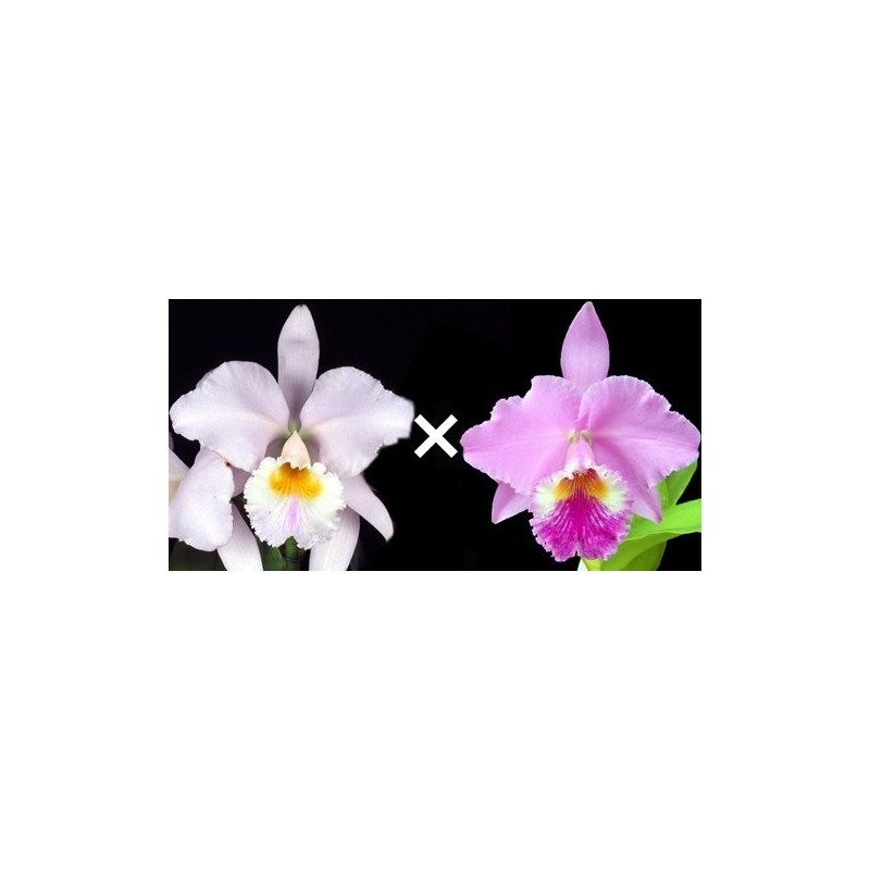 Cattleya labiata (amesiana x tipo)