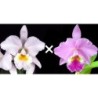 Cattleya labiata (amesiana x tipo)