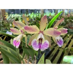 Bc. Maikai Louise x C. Pão de Açúcar