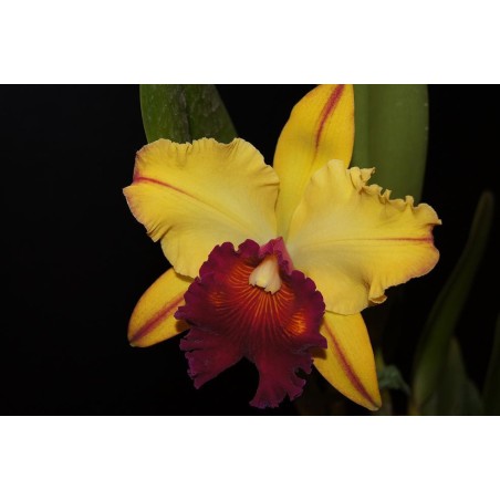 Blc. Toshie Aoki ‘Robin’