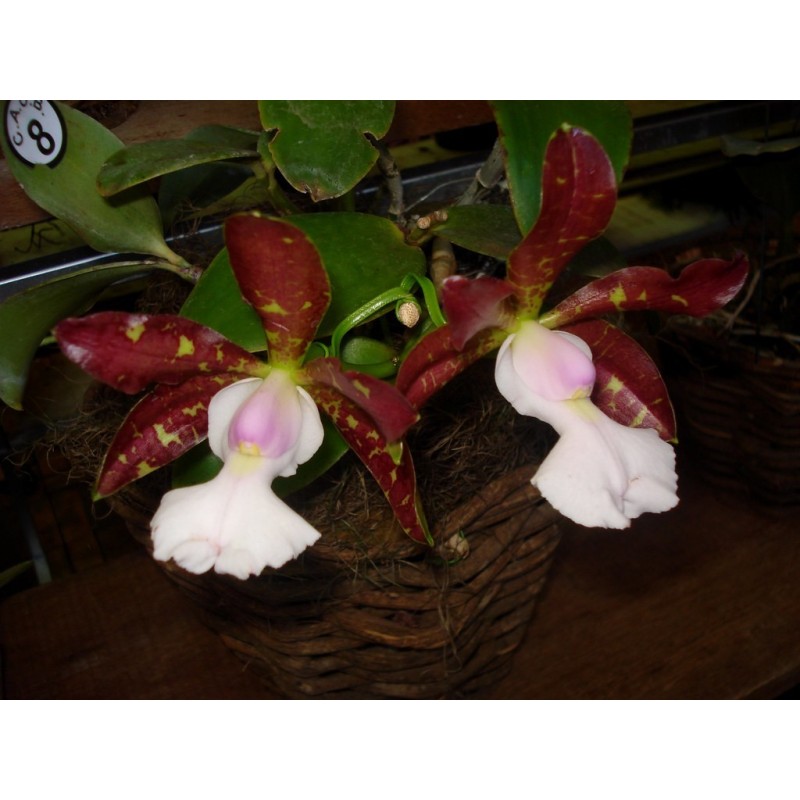 Cattleya aclandiae albescens ‘Cocobongo’ x self