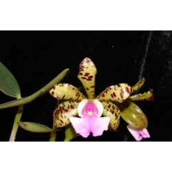 Cattleya aclandiae suave ‘King Arthur’x self