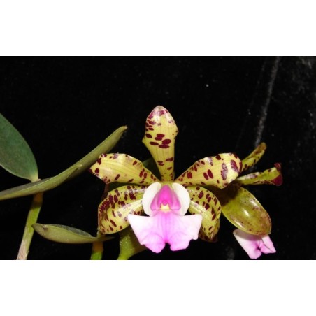 Cattleya aclandiae suave ‘King Arthur’x self