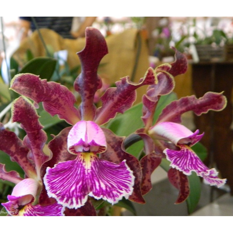 Cattleya schilleriana (rubra x labelão)