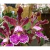 Cattleya schilleriana (rubra x labelão)