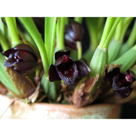 Maxillaria schunkeana