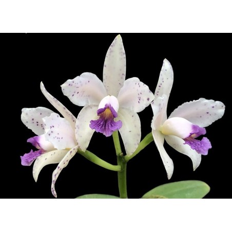 Cattleya amethystoglossa coerulea ‘Atalaia’x self