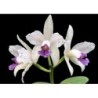 Cattleya amethystoglossa coerulea ‘Atalaia’x self
