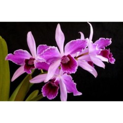 Laelia purpurata estriata x self