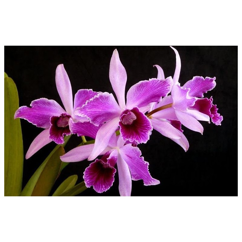 Laelia purpurata estriata x self