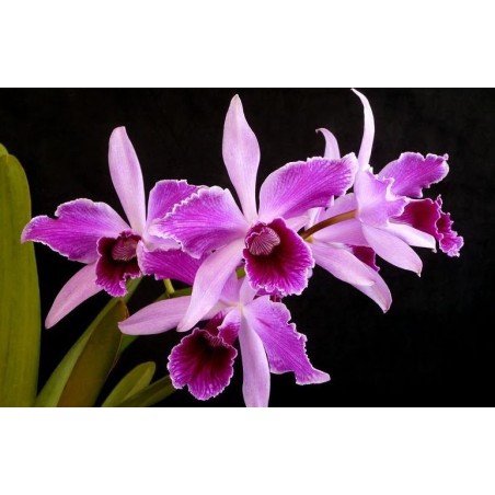 Laelia purpurata estriata x self