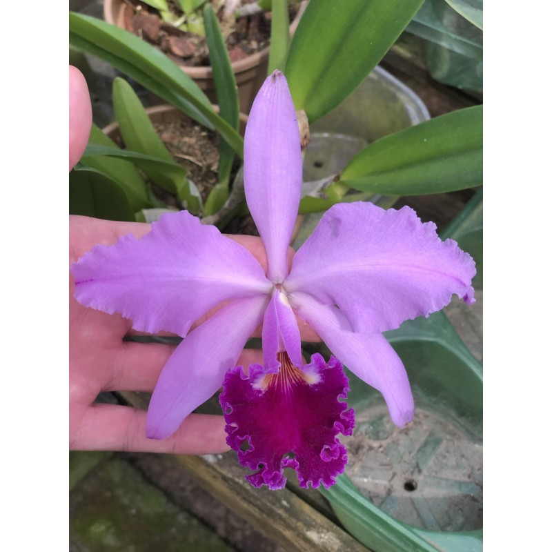 Cattleya labiata (tipo x rubra)