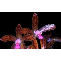 Cattleya guttata chocolate ‘muitas pintas’x self