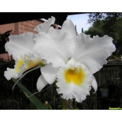 Cattleya Old Whitey
