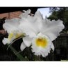 Cattleya Old Whitey